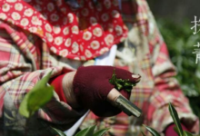 茶叶的制作过程步骤 诗句有哪些(茶的制作过程和工艺方法是什么)-茗扬网