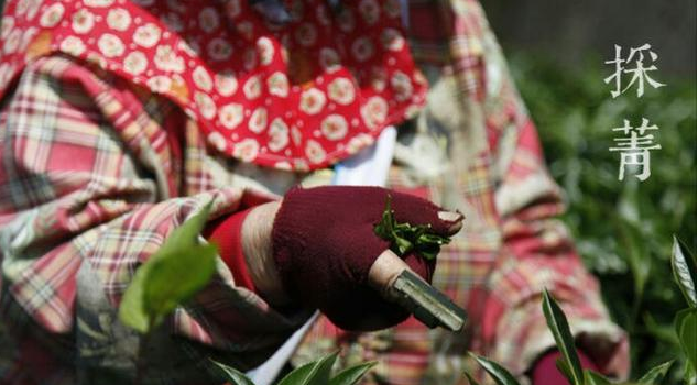 茶叶的制作过程步骤 诗句有哪些