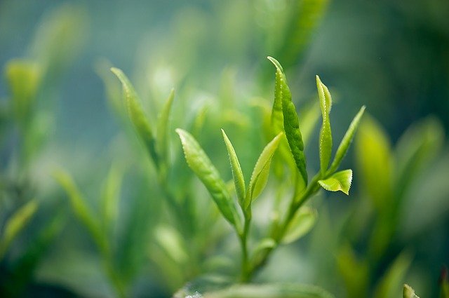 茶的起源