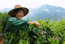 安吉白片的历史发展(安吉白片多少一斤)-茗扬网