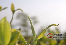 【凤宁茶学堂】茶叶的历史及分布(凤宁茶学堂第十四课)-茗扬网