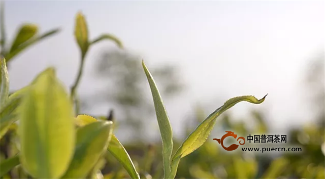 【凤宁茶学堂】茶叶的历史及分布