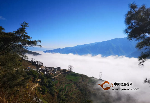 【凤宁茶学堂】茶叶的历史及分布