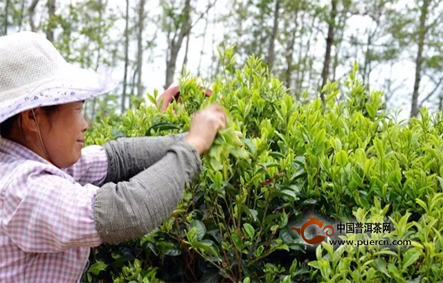 【凤宁茶学堂】茶叶的历史及分布