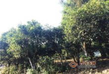 德丰昌说普洱 云南种茶历史摘录，到底人工栽培型古树有多大-茗扬网