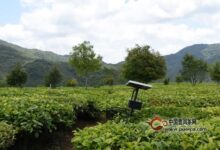 中国各地的茶风茶俗，有多不一样？(中国各地特色美食)-茗扬网